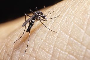 Recomendaciones del MSP para prevenir casos de dengue al regreso de la Semana de Turismo 