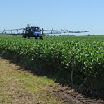 Firmes los precios de la soja y la colza