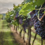 Rodríguez se prepara para la Fiesta de la Uva y el Vino con tres días de actividades y entrada gratuita