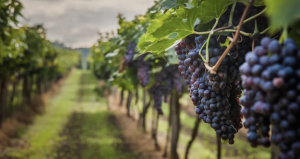 Rodríguez se prepara para la Fiesta de la Uva y el Vino con tres días de actividades y entrada gratuita