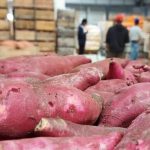 ¿Qué comemos hoy?: La UAM recomienda el consumo de boniato, tomate, ajo, calabacín, guayabo, caqui y mandarina