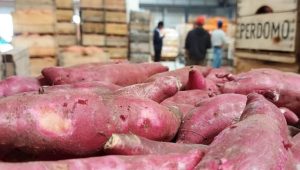 ¿Qué comemos hoy?: La UAM recomienda el consumo de boniato, tomate, ajo, calabacín, guayabo, caqui y mandarina