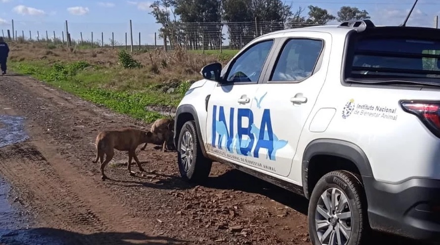 Parlamento analiza reformar el INBA para darle mayor autonomía y fortalecer el bienestar animal