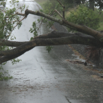 Cecoed de Montevideo intervino en 105 reportes por caída de árboles o calles inundadas tras lluvias