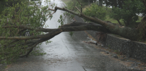 Cecoed de Montevideo intervino en 105 reportes por caída de árboles o calles inundadas tras lluvias