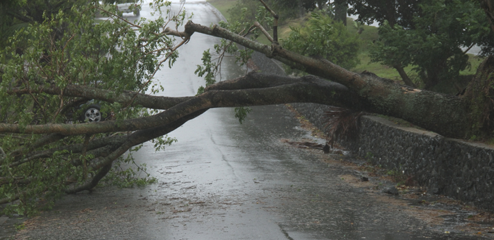 Cecoed de Montevideo intervino en 105 reportes por caída de árboles o calles inundadas tras lluvias
