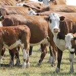 Preñez con fuerte disparidad entre zonas: buenos niveles en el norte y caída marcada en el este