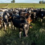Federación Rural espera anuncios sobre la emergencia hídrica y prepara un congreso con fuerte presencia política en Salto