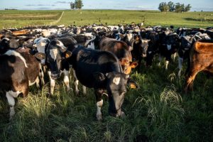 Federación Rural espera anuncios sobre la emergencia hídrica y prepara un congreso con fuerte presencia política en Salto
