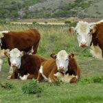 Congreso de la Federación, exportaciones, agricultura y más en el Valor Agregado de este lunes