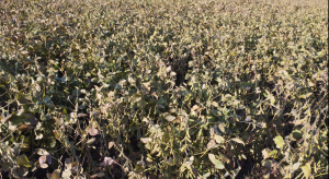 Agricultura, mercados, gira de Brangus y más en el Valor Agregado de este martes