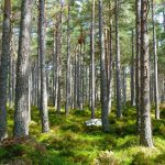 Ciclo 100 años: La evolución de la regulación ambiental. De la ausencia de controles a un sistema integral de protección | Análisis del Estudio Posadas