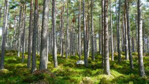 Ciclo 100 años: La evolución de la regulación ambiental. De la ausencia de controles a un sistema integral de protección | Análisis del Estudio Posadas