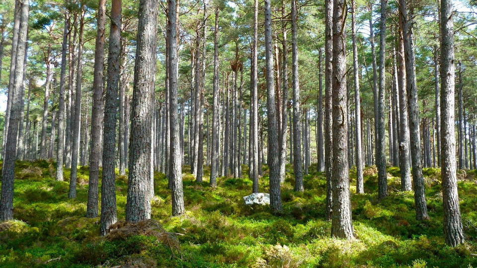 Ciclo 100 años: La evolución de la regulación ambiental. De la ausencia de controles a un sistema integral de protección | Análisis del Estudio Posadas