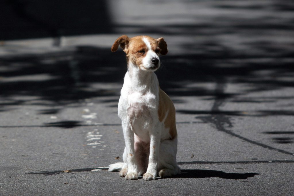 Duelo por mascotas: conocé el proyecto de ley que impulsa un día de licencia pago ante la pérdida de un animal