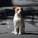 Duelo por mascotas: conocé el proyecto de ley que impulsa un día de licencia pago ante la pérdida de un animal