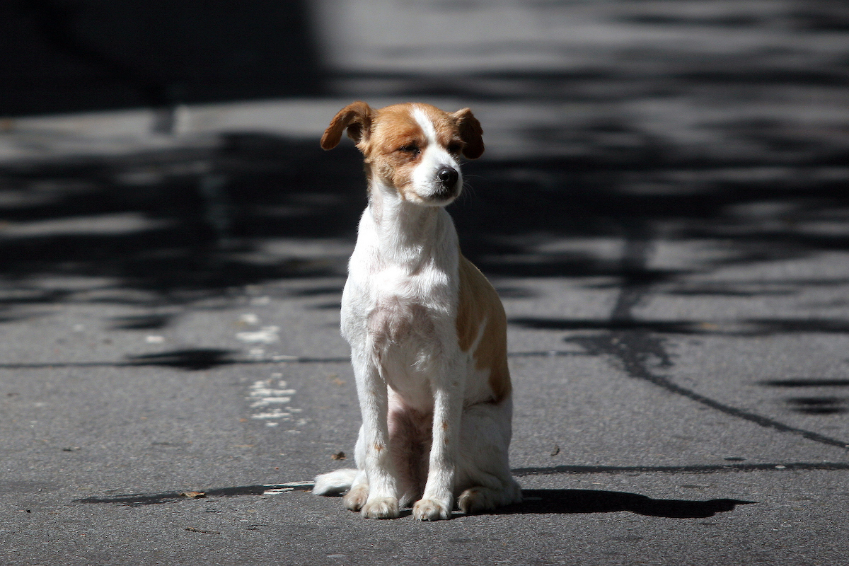 Duelo por mascotas: conocé el proyecto de ley que impulsa un día de licencia pago ante la pérdida de un animal