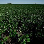 Fuerte caída del precio de la soja