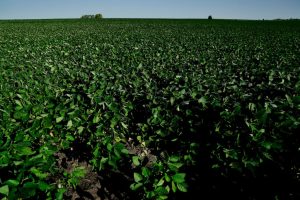 Fuerte caída del precio de la soja