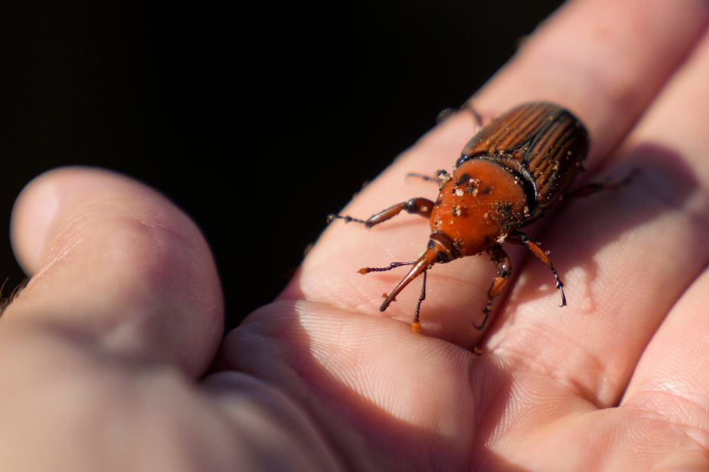 Uruguay desarrolló un bioinsumo para combatir el picudo rojo y salvar las palmeras