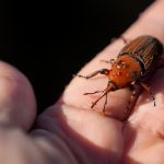 Uruguay desarrolló un bioinsumo para combatir el picudo rojo y salvar las palmeras