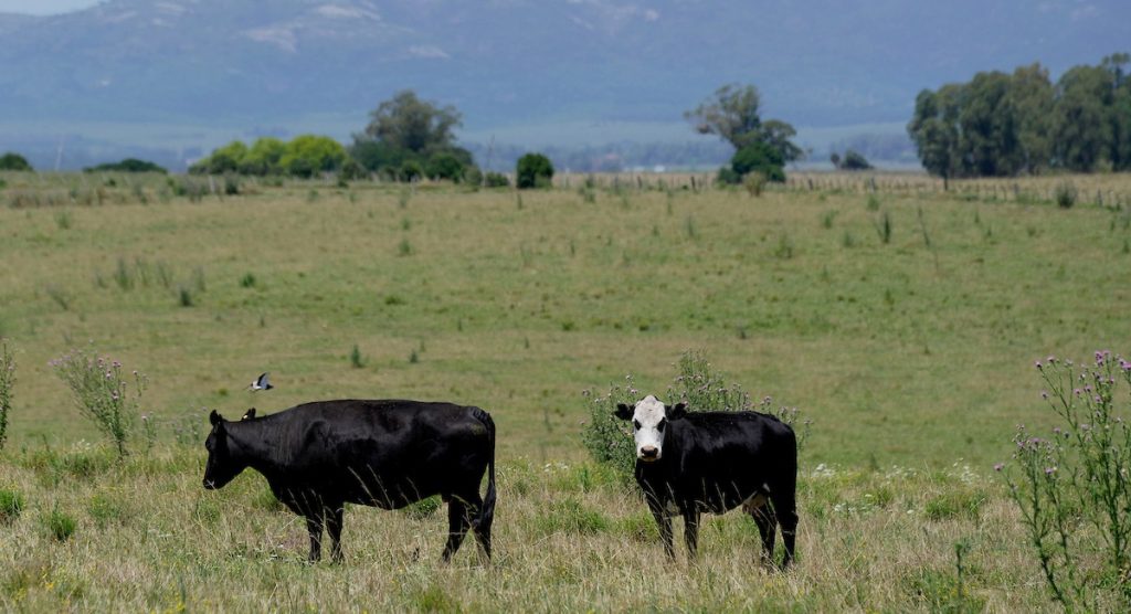 Preñez supera 80% por tercer año