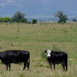 Ganadería, preñez, mercados y más en el Valor Agregado de este miércoles