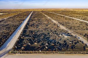 Mercados, ganadería, agricultura y más en el Valor Agregado de este jueves