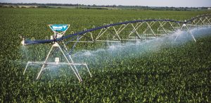 Billy Battro: la soja cerró en equilibrio y el maíz impulsó una campaña agrícola positiva en El Cabelludo