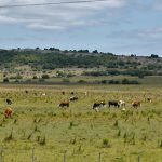 Se estabiliza el precio del ganado con alta faena