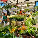 La fascinación que producen las plantas