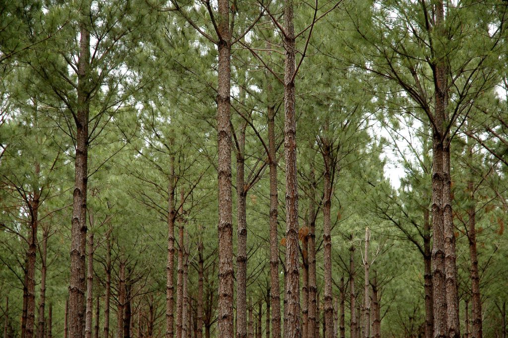 Uruguay forestal | Mitos sobre forestación y la posibilidad de los suelos de recuperarse