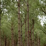 Uruguay forestal | Mitos sobre forestación y la posibilidad de los suelos de recuperarse