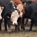 Continúa firme el precio del ganado