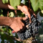 Fogón vitivinícola: sector con luces amarillas