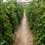 Hay 200 productores rurales afectados tras temporal en zona de Salto