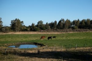 Mercados, agricultura, ganadería y más en el Valor Agregado de este martes