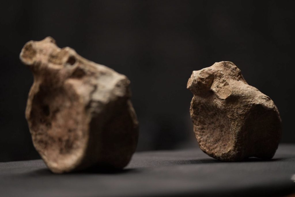 Mesetasaurus protector, la nueva especie de dinosaurio que ahora sabemos habitó en Uruguay