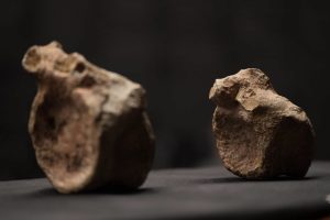 Mesetasaurus protector, la nueva especie de dinosaurio que ahora sabemos habitó en Uruguay
