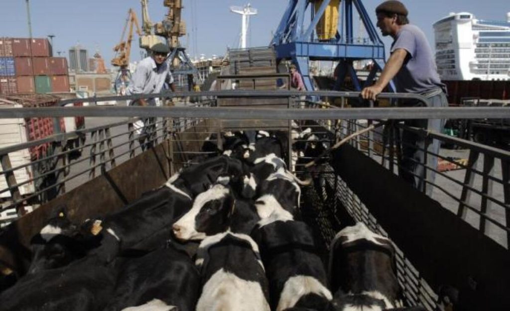Exportación en pie de razas lecheras mantiene firmeza y prevén continuidad de la demanda en 2027