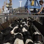 Exportación en pie de razas lecheras mantiene firmeza y prevén continuidad de la demanda en 2027
