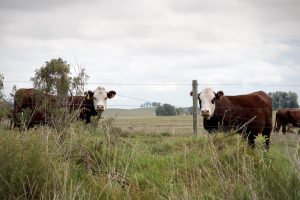 Fogón Ganadero | US$ 4.000 millones en exportaciones de carne hacia 2050
