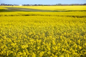 Fuerte suba del precio de la colza