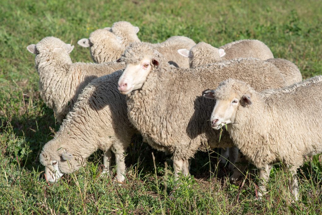 Fogón ovino: altos precios de la lana y expectativas de crecimiento