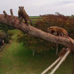 Río Negro apuesta al turismo de invierno con el Bioparque M’bopicuá y avanza en su proyecto termal