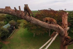 Río Negro apuesta al turismo de invierno con el Bioparque M’bopicuá y avanza en su proyecto termal