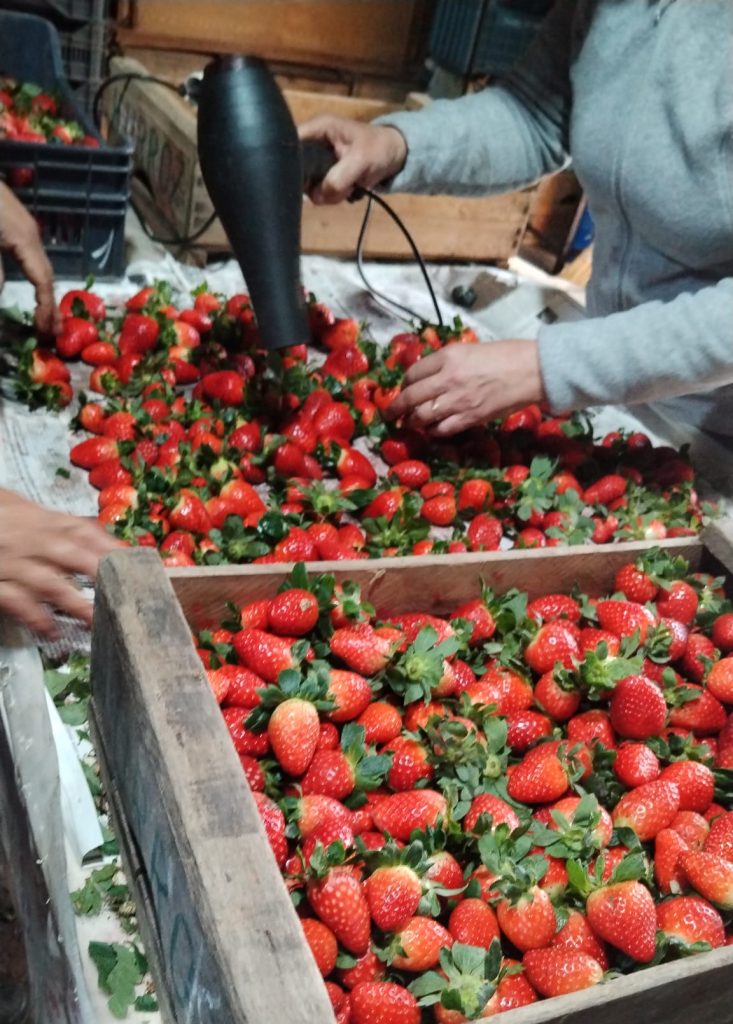 Temporal en Salto: prevén faltante de tomate, morrón y frutilla en los próximos meses
