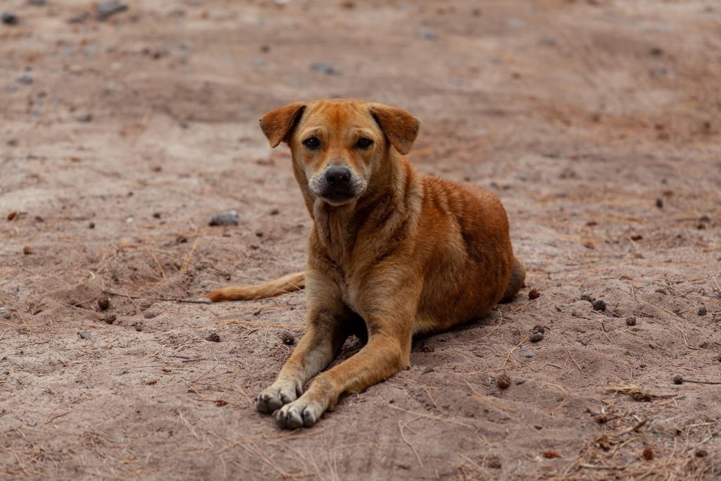 Fogón animal: perros asilvestrados en Melo reavivan debate sobre el bienestar animal