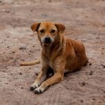 Fogón animal: perros asilvestrados en Melo reavivan debate sobre el bienestar animal