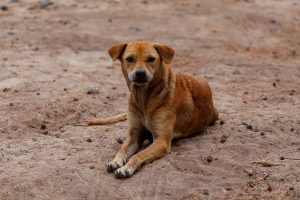 Fogón animal: perros asilvestrados en Melo reavivan debate sobre el bienestar animal